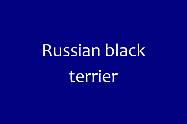 Dog Russian black terrier for Sale in Small Heath