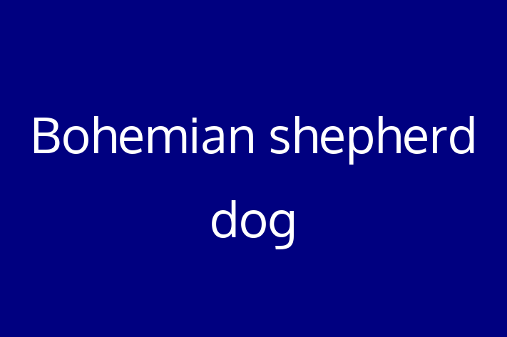 Dog Bohemian shepherd dog for Sale in Rayleigh