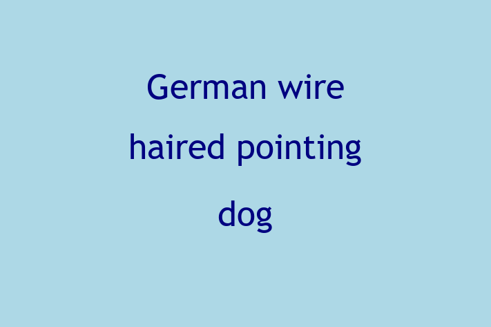 Adopt a Beautiful German wire haired pointing dog Dog in Birkenhead