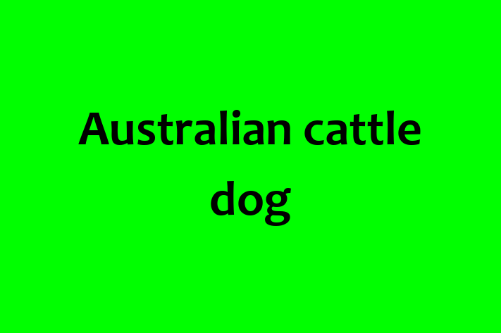 Adopt a Dog Australian cattle dog Available in Hayes