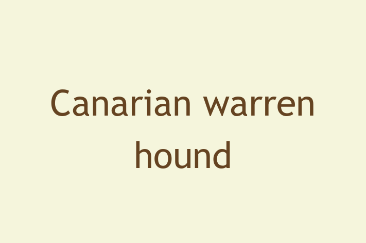 Canarian warren hound Dog Available Now in Morden