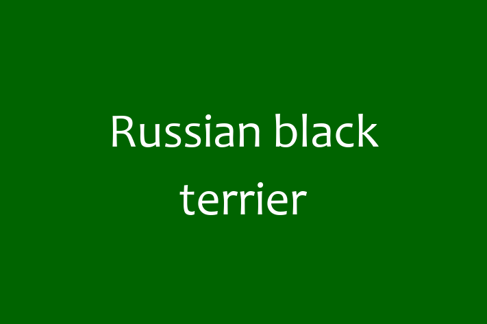 Adopt a Dog Russian black terrier Available in Southampton