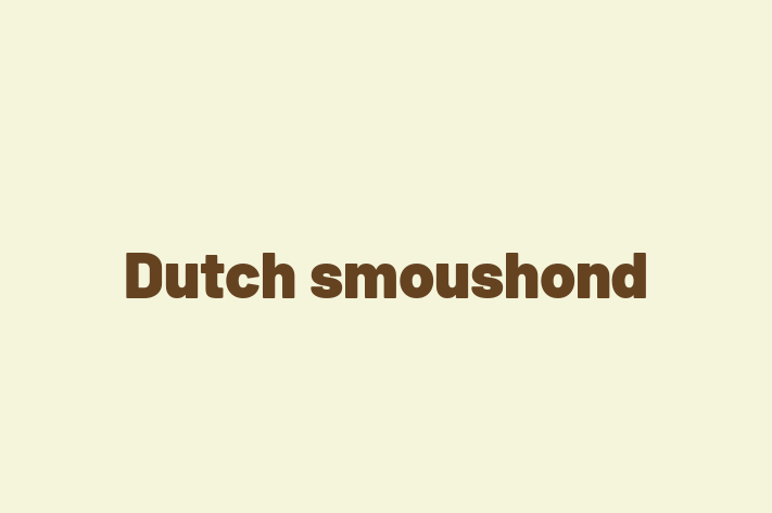 Adopt a Dutch smoushond Dog in Ashton