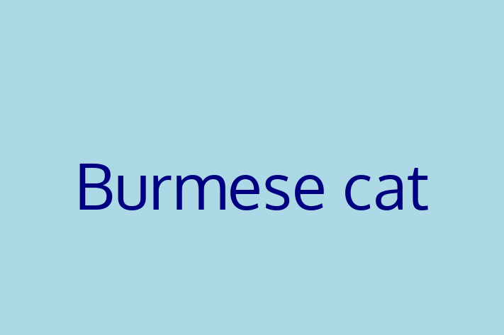 Burmese cat Cat for Sale in Andover