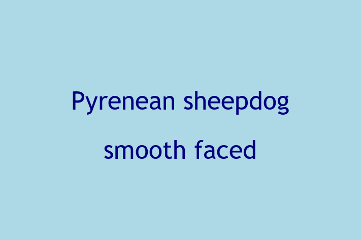 Find Your New Pyrenean sheepdog smooth faced Dog in LondonderryDerry