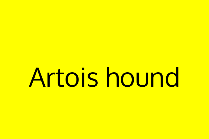 Artois hound Dog Available Now in Ramsgate