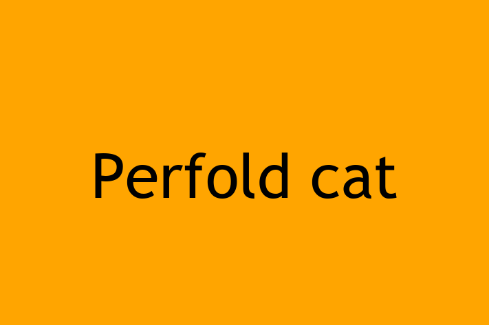 Cat Perfold cat for Sale in Trowbridge