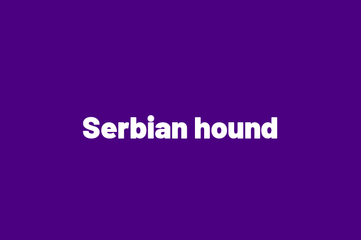 Dog Serbian hound for Sale in Fylde