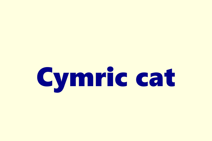 Cymric cat Cat for Sale in Bury