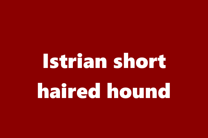 Istrian short haired hound Dog for Sale in Taunton