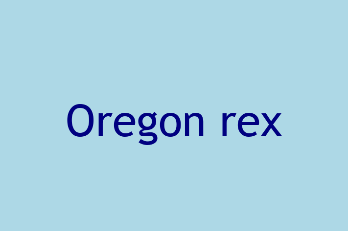 Adopt a Beautiful Oregon rex Cat in Portsmouth