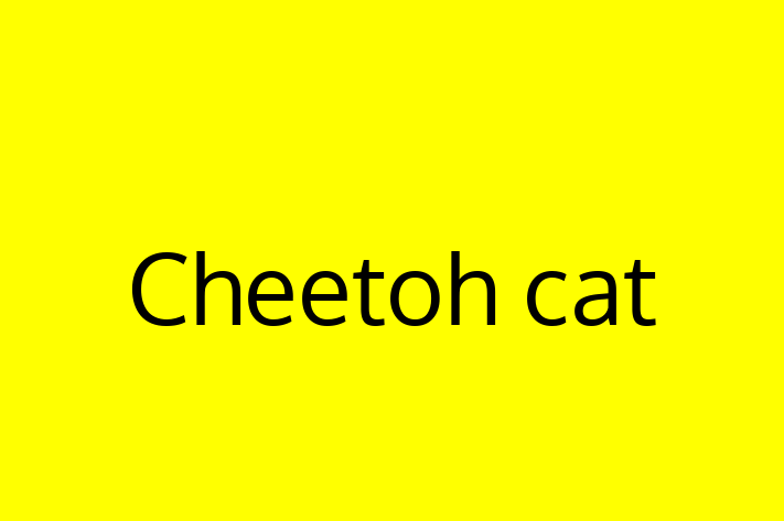 Cheetoh cat for Sale in Hessle