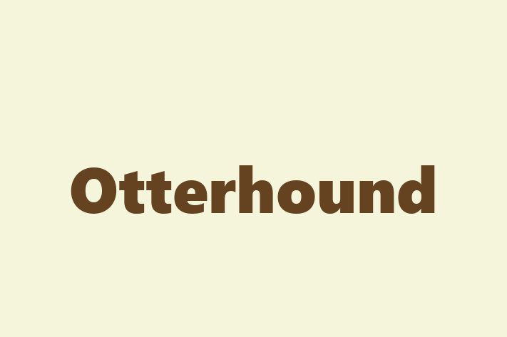 Charming Otterhound Dog for Sale in Hemel Hempstead