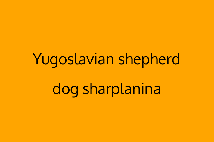 Yugoslavian shepherd dog sharplanina Dog in Wycombe