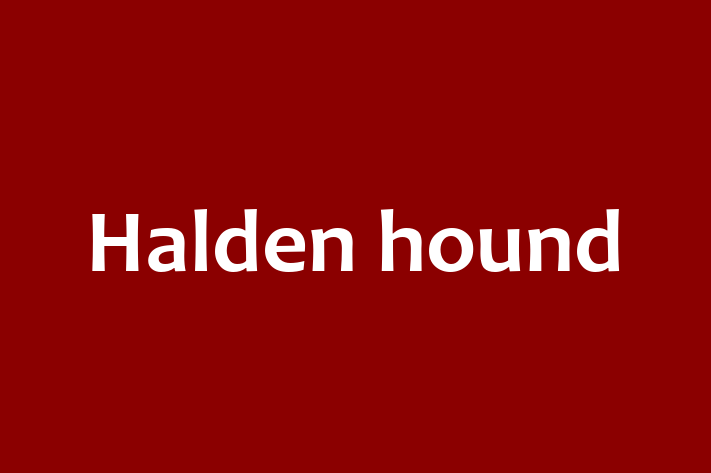 Halden hound Dog for Sale in Newcastle upon Tyne