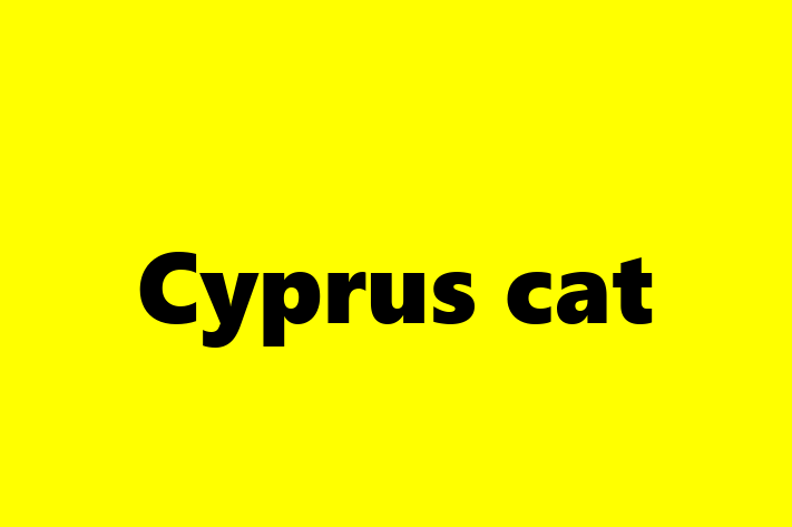 Meet Your New Cyprus cat Cat in Merthyr Tudful