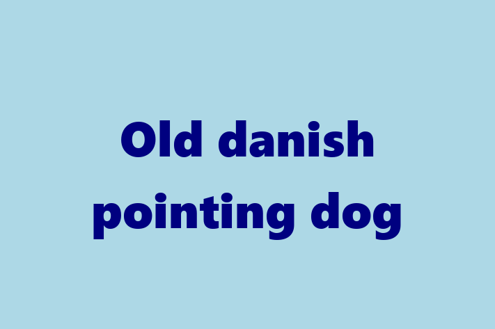 Old danish pointing dog Dog for Adoption in Worcester