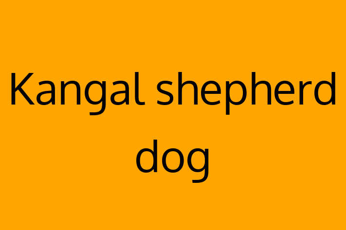 Adopt a Friendly Kangal shepherd dog Dog in Wigan