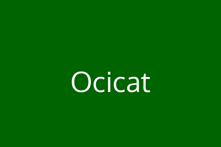 Adopt a Beautiful Ocicat Cat in Lymm