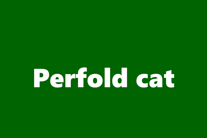 Cat Perfold cat for Sale in Watford