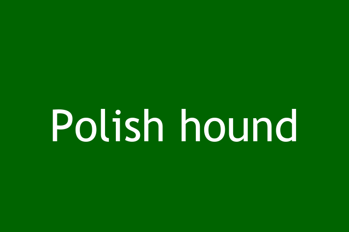 Adopt a Polish hound Dog in Watford