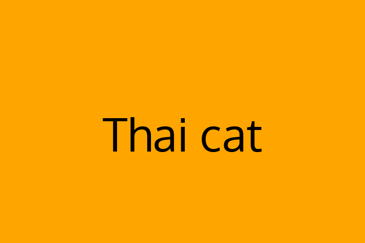 Thai cat Cat for Adoption in Wellington