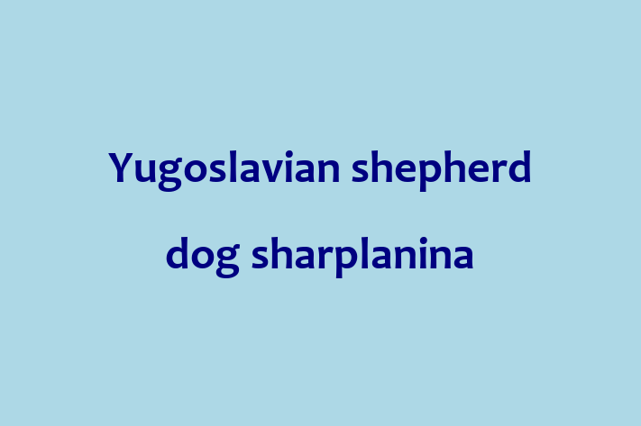 Adopt a Friendly Yugoslavian shepherd dog sharplanina Dog in Consett