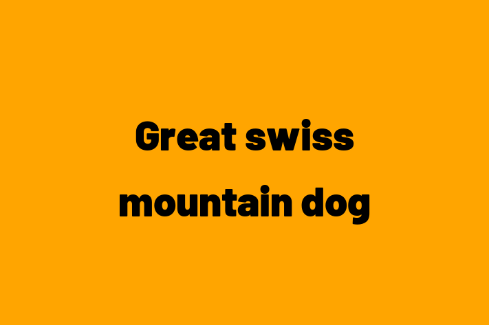 Great swiss mountain dog Dog for Sale in London