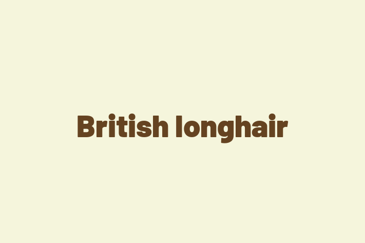 Charming British longhair Cat for Sale in Coleraine