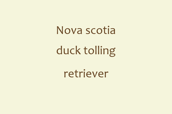 Adopt a Nova scotia duck tolling retriever Dog in Burnley