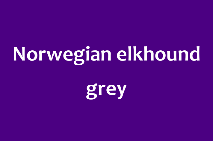 Norwegian elkhound grey Dog for Sale in Newbury