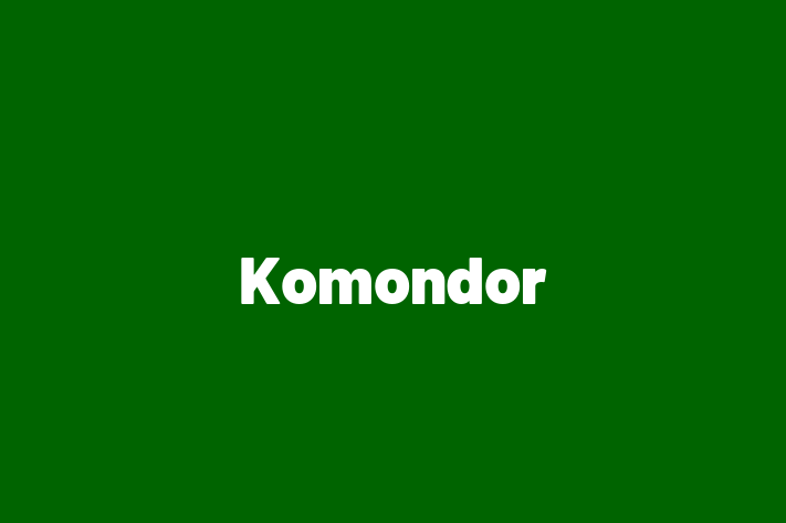 Adopt a Dog Today Komondor in Deal