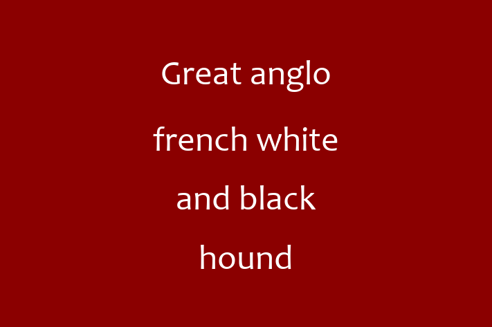 Meet Your New Great anglo french white and black hound Dog in Ilkeston