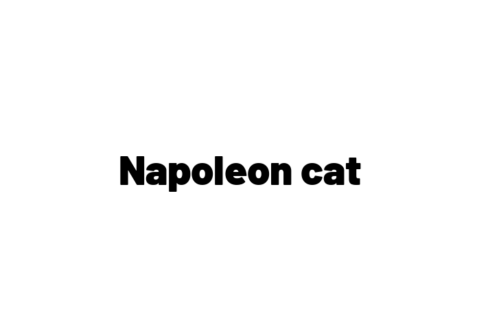 Adopt a Beautiful Napoleon cat Cat in Crewe