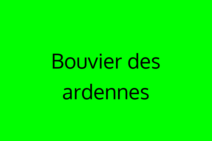 Adopt a Dog Bouvier des ardennes Available in Fleet