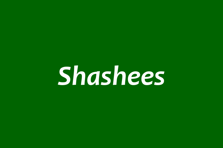 Shashees