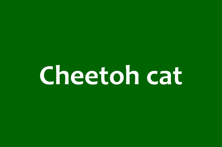 Cheetoh cat for Sale in Witney