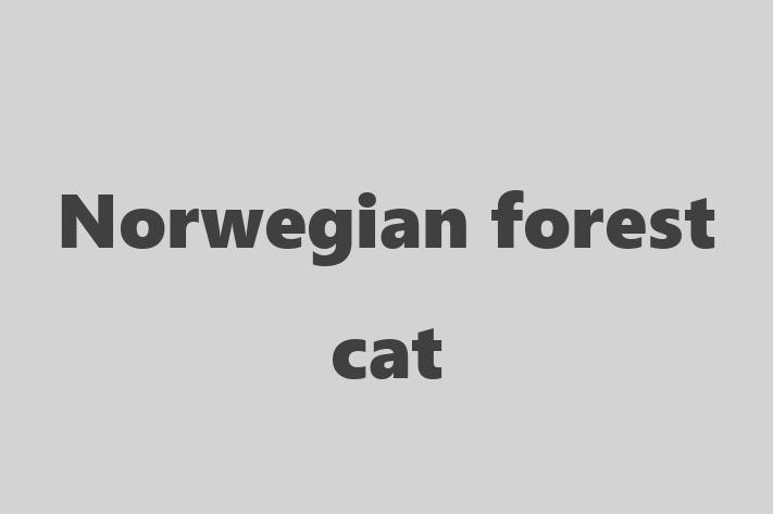 Meet Your New Norwegian forest cat Cat in Wirral