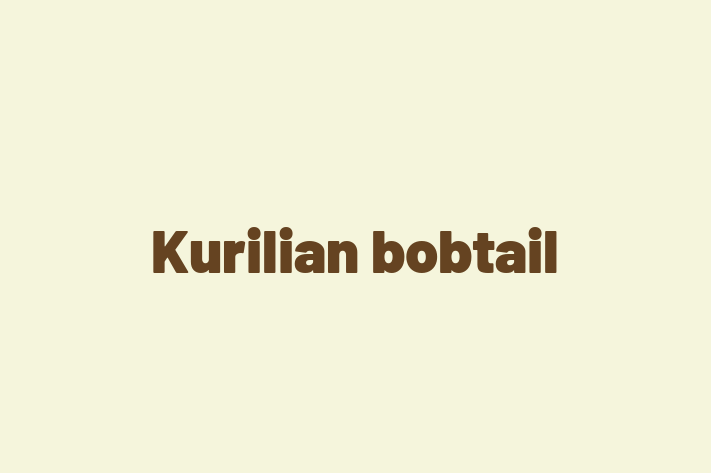 Kurilian bobtail Cat for Sale in Broadstairs