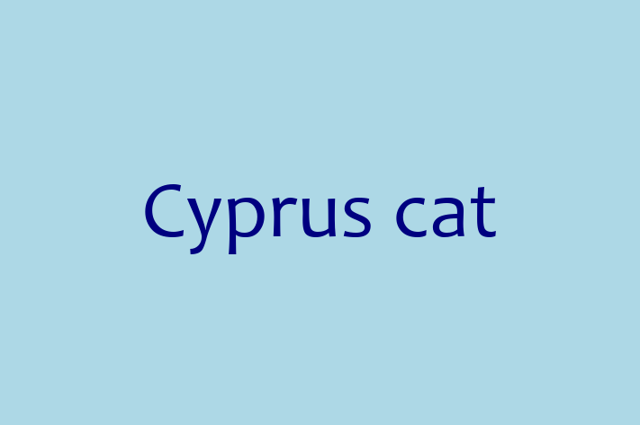 Cyprus cat Cat for Adoption in Abingdon