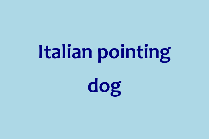 Adopt a Italian pointing dog Dog in Rochester