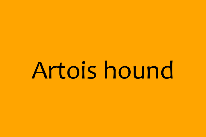 Artois hound for Sale in High Wycombe