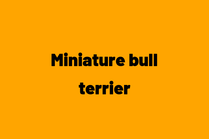 Adopt a Miniature bull terrier Dog in Hastings