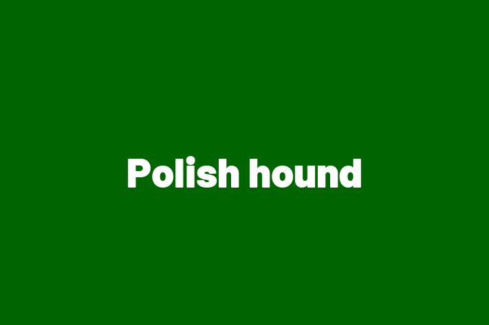 Dog Polish hound for Sale in Willington