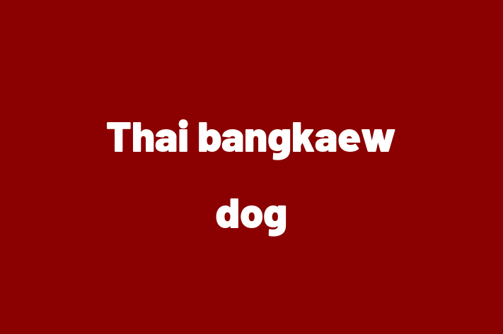 Thai bangkaew dog Dog Ready for a Home in Bexleyheath