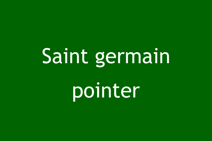 Saint germain pointer Dog Available Now in Leeds