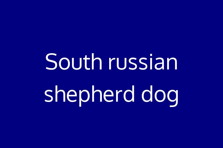 South russian shepherd dog Dog for Adoption in Neath