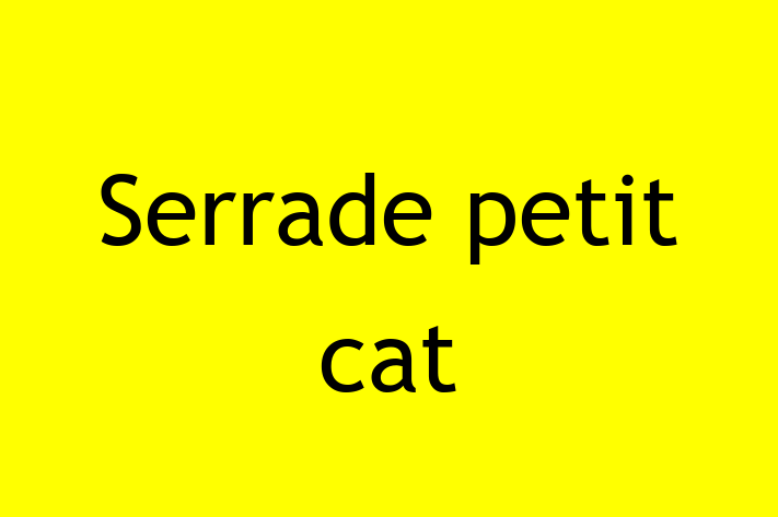 Charming Serrade petit cat Cat for Sale in Wyre