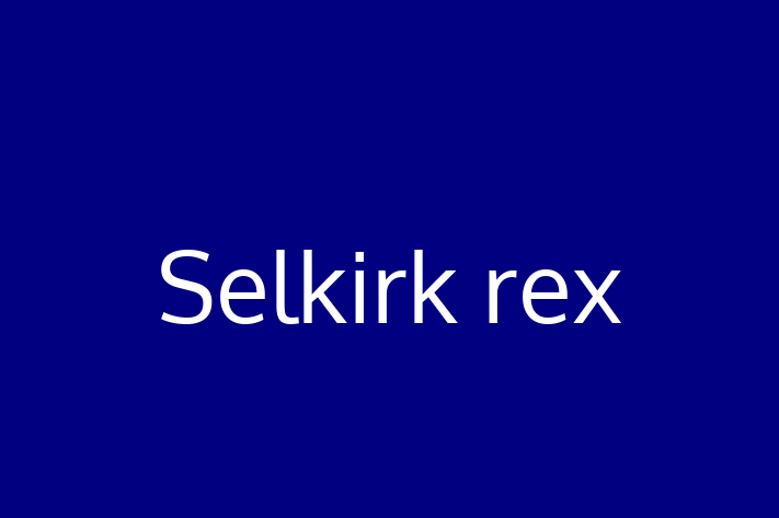 Adopt a Selkirk rex Cat in Blackburn