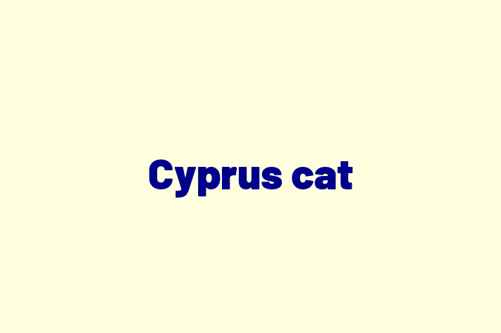 Cyprus cat Cat PuppiesKittens for Sale in Batley